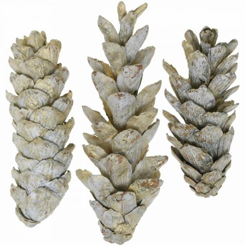 Floristik24 Strobus Zapfen, Weihnachten, Adventsdeko, Weymouthzapfen Natur, Golden L9–14cm 20 St