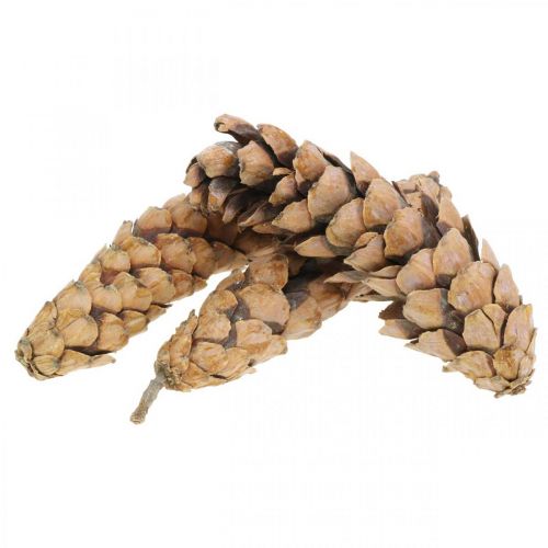 Artikel Kiefernzapfen Weymouthskiefer Strobus  Natur Gemischt 2,5kg
