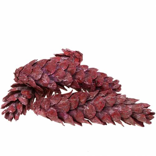 Strobus Zapfen Naturdeko Rot 15cm - 20cm 50St