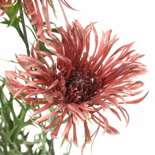 Floristik24 Xanthium-Zweig Bordeaux 69cm 3St