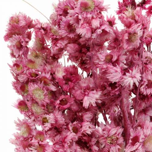 Floristik24 Trockenblumen Rosa Trockenblumenstrauß Getrocknete Blumen Pink H21cm