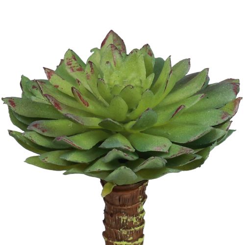 Artikel Sukkulente Echeveria Künstliche Grünpflanze Grün Ø6cm 10,5cm