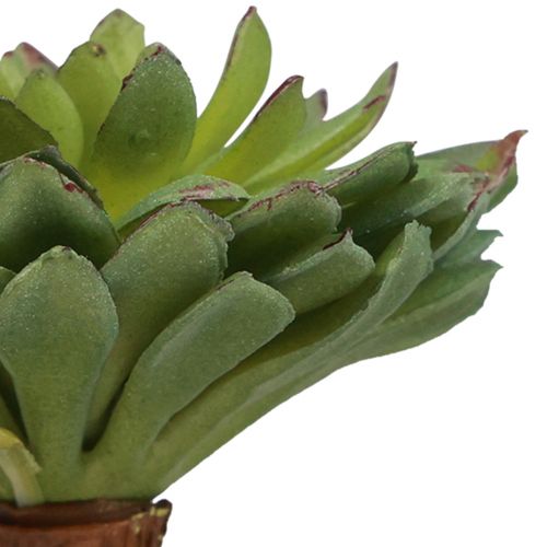 Artikel Sukkulente Echeveria Künstliche Grünpflanze Grün Ø6cm 10,5cm