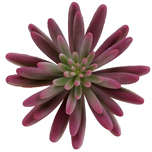 Floristik24 Sukkulente 15cm Lila