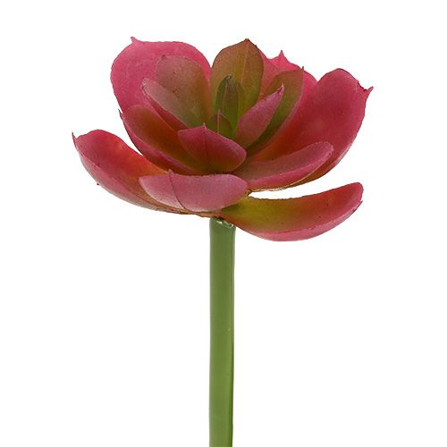 Sukkulente Ø5cm Rosa 6 St