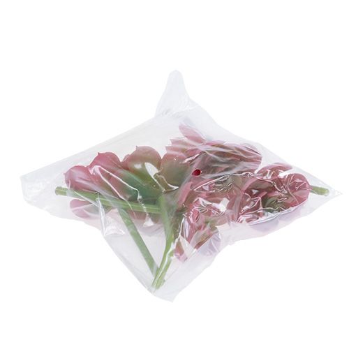 Artikel Sukkulente Ø5cm Rosa 6 St