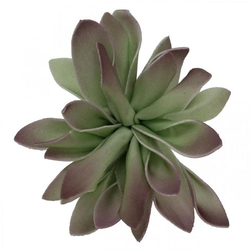 Floristik24 Sukkulente Grün, Bordeaux 10cm 12St