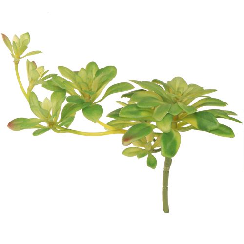 Floristik24 Sukkulente Kunstpflanze mit Pick Aeonium Grün 30cm 4 St