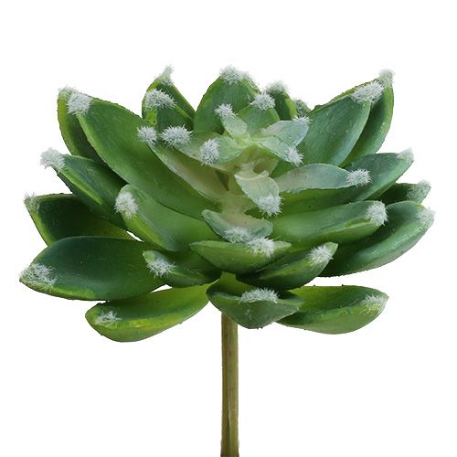 Artikel Sukkulente Steinrose Grün Ø10cm H11cm 3 St