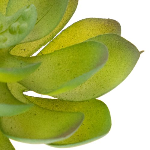 Künstliche Sukkulente grün, Kunststoff, 9 cm Höhe | Floristik24.at