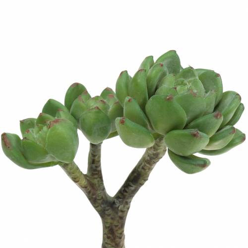 Floristik24 Sukkulente Echeveria künstlich Grün H15cm