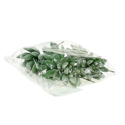 Artikel Sukkulente Echeveria Ø6,5cm L11cm 6St