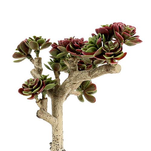 Floristik24 Sukkulente L 20cm grün-lila