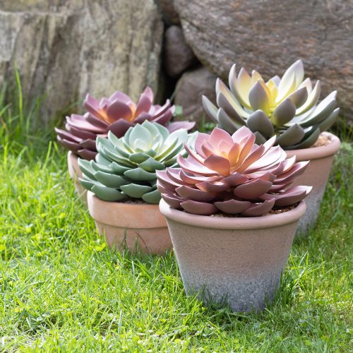 Artikel Sukkulente im Topf Echeveria künstlich Rot Vintage Ø15cm H16cm