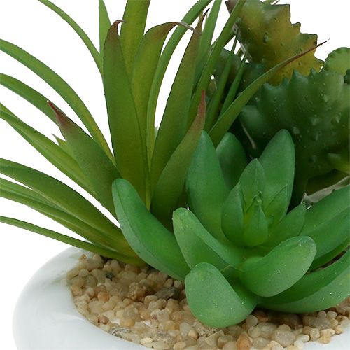 Floristik24 Sukkulenten im Keramiktopf Ø12cm