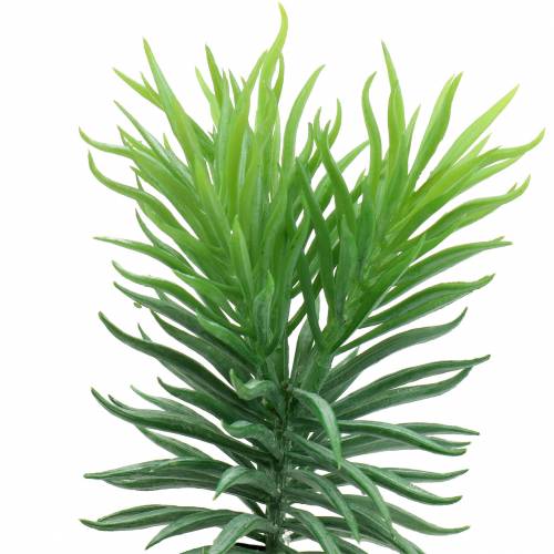 Floristik24 Sukkulente Senecio Kreuzkraut Grün 20cm