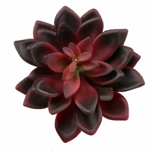 Sukkulente Hauswurz Burgund 12cm