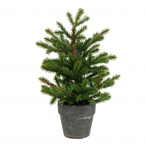 Floristik24 Tannenbaum im Topf Grün 23cm