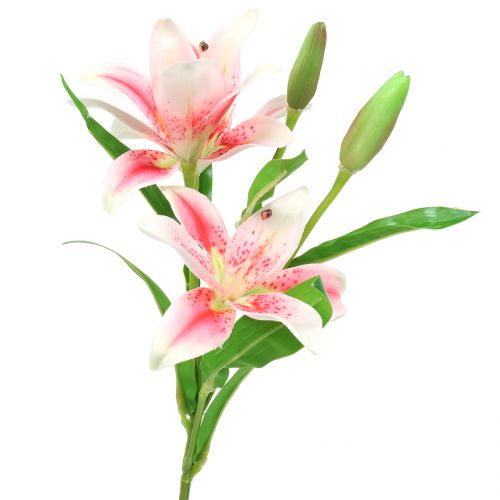 Floristik24 Tigerlilie Rosa, Weiß 60cm