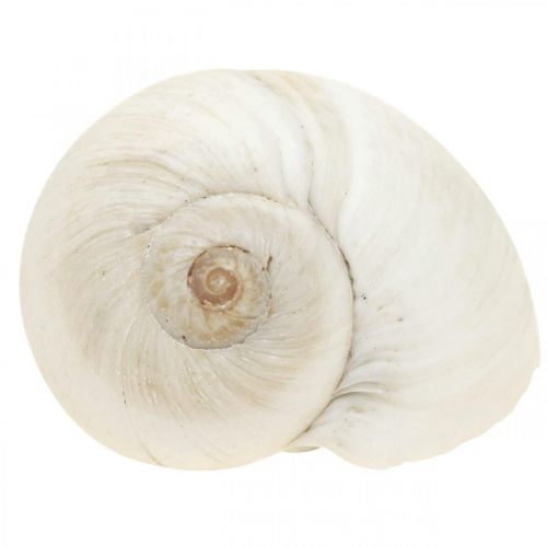 Floristik24 Tischdeko Maritim, leere Schneckenhäuser Weiß 3–4,5cm 500g