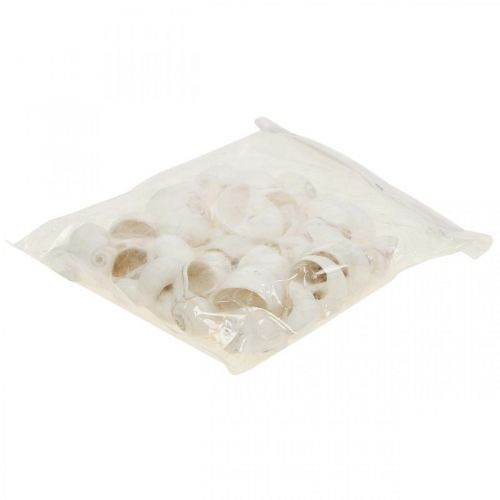Floristik24 Tischdeko Maritim, leere Schneckenhäuser Weiß 3–4,5cm 500g