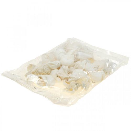 Floristik24 Tischdeko Maritim, Leere Schneckenhäuser Weiß 4–5cm Mix 500g