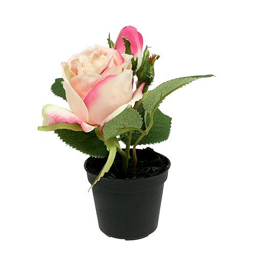 Floristik24 Tischdeko Rose im Topf Creme 14cm