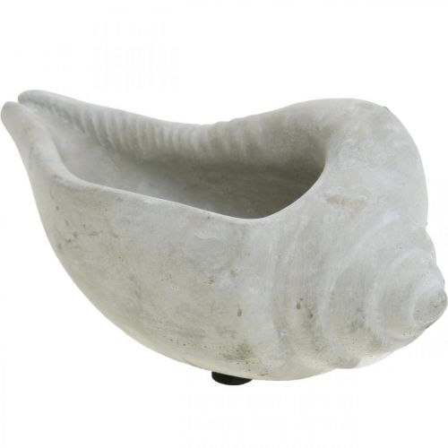 Floristik24 Muschel Pflanztopf, Pflanzschale Schneckenhaus, Maritime Betondeko L17cm H7,5cm 3St