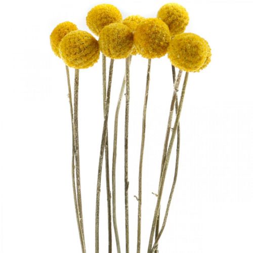 Floristik24 Craspedia Trockenblumen Trommelstöckchen Gelb 70cm 10St