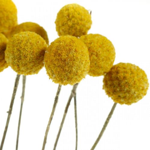 Artikel Craspedia Trockenblumen Trommelstöckchen Gelb 70cm 10 St