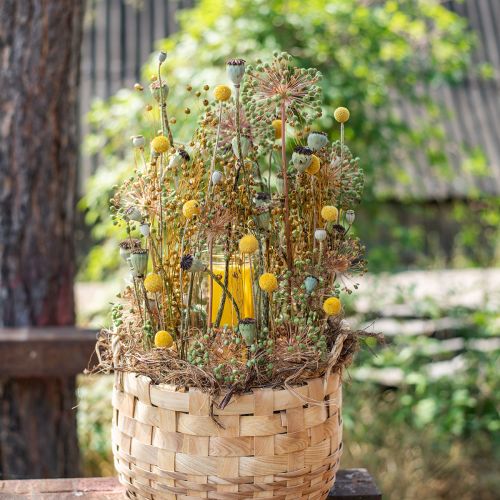 Artikel Craspedia Trockenblumen Trommelstöckchen Gelb 70cm 10St