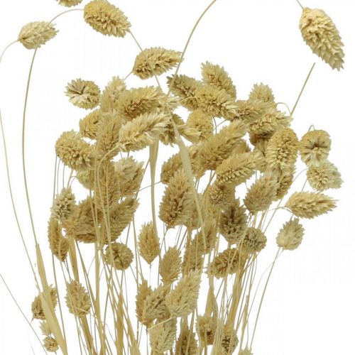 Artikel Trockenblume Phalaris, Dekogras-Bund, Trockenfloristik, Boho Natur, gebleicht L55cm 100g