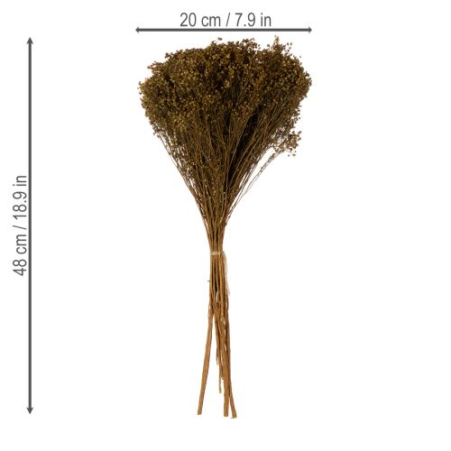 Artikel Trockenblumen Broom Bloom Olivgrün 160g 48cm