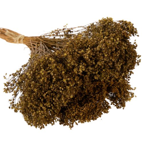 Artikel Trockenblumen Broom Bloom Olivgrün 160g 48cm