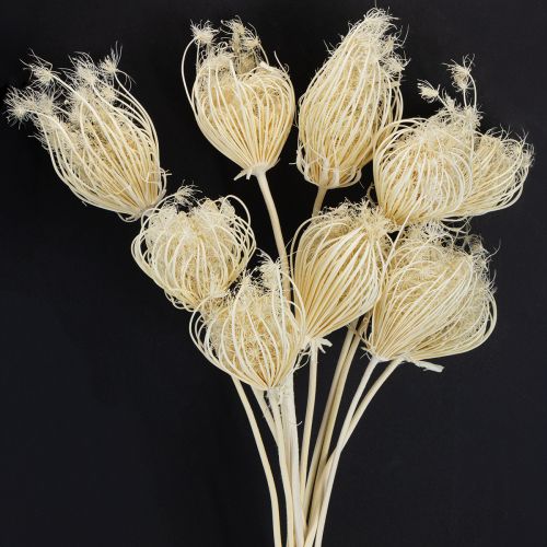 Floristik24 Trockenblumen Creme Fenchel Gebleicht 45cm Bund 10 St
