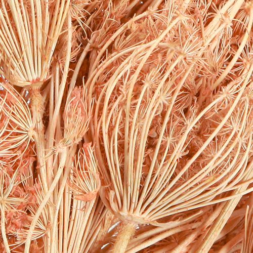 Artikel Trockenblumen Deko Fenchel Lachs L50cm Ø4-5cm 100g