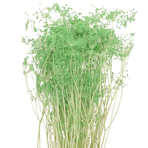 Trockenblumen Doldenblütler Umbellifera Grün 70-80cm 150g
