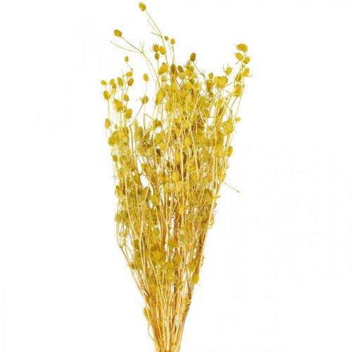 Floristik24 Trockenblumen Gelb Trockendistel Erdbeerdistel 100g
