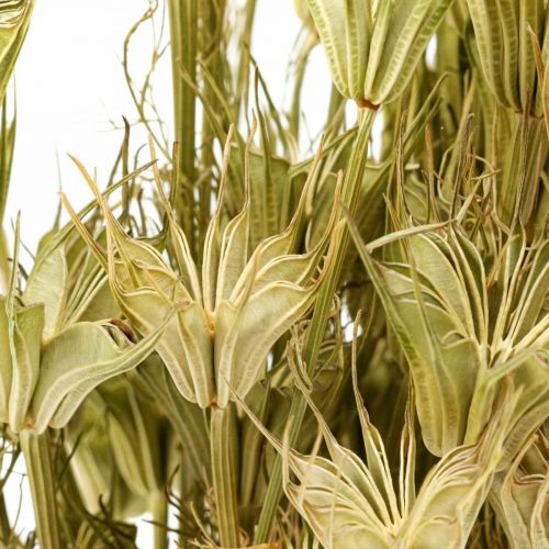 Trockenblumen Schwarzkümmel Deko Natur Nigella 50cm 75g