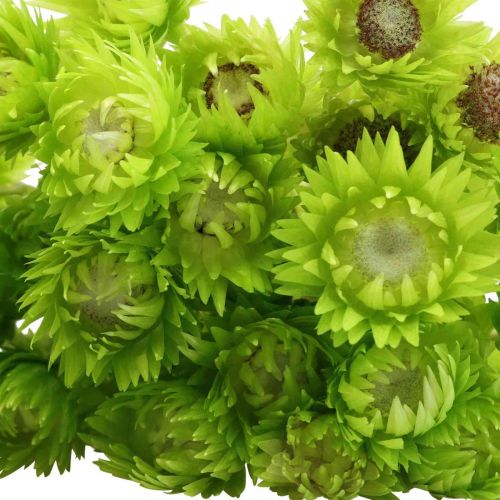 Artikel Trockenblumen Capblumen Hellgrün Strohblumen H42cm