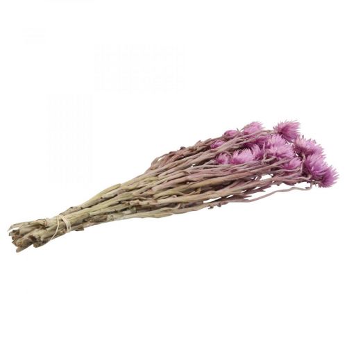 Artikel Trockenblumen Capblumen Lila Strohblumen H42cm