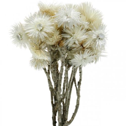 Floristik24 Trockenblumen Capblumen naturweiß, Strohblumen, Trockenblumenstrauß H33cm