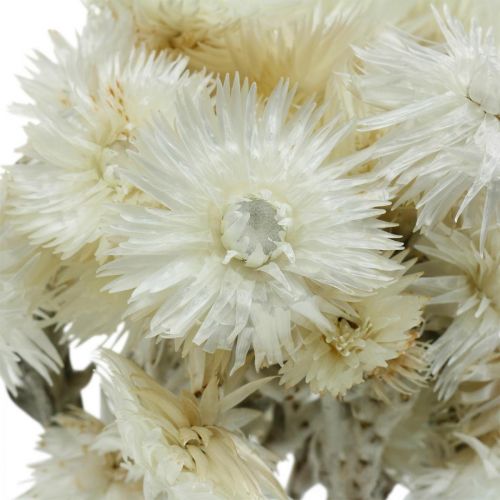 Artikel Trockenblumen Capblumen naturweiß, Strohblumen, Trockenblumenstrauß H33cm