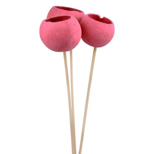 Floristik24 Trockenblumen Deko Bell Cups am Stiel Pink 42cm 3 St
