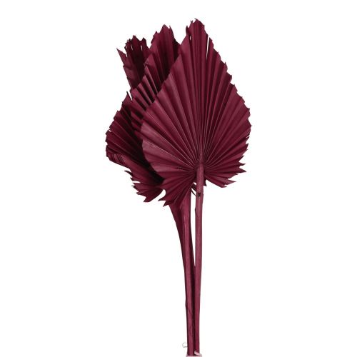 Artikel Trockenblumen Deko, Palmspear getrocknet Weinrot 37cm 4 St