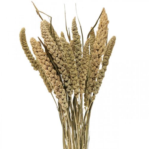 Trockenblumen Hirse Getreide Deko Trockenfloristik 65cm 100g