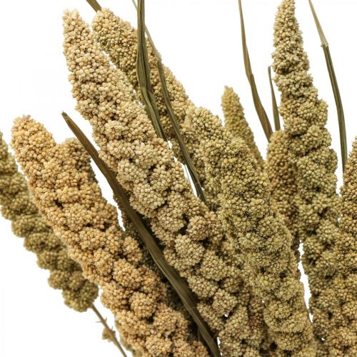 Trockenblumen Hirse Getreide Deko Trockenfloristik 65cm 100g