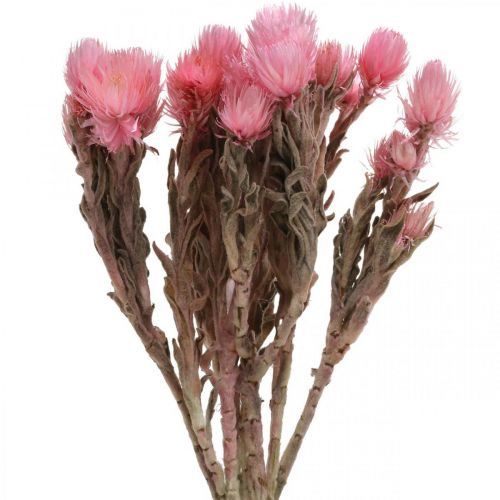 Floristik24 Trockenblumen Capblumen Rosa Strohblumen Trockenfloristik H30cm