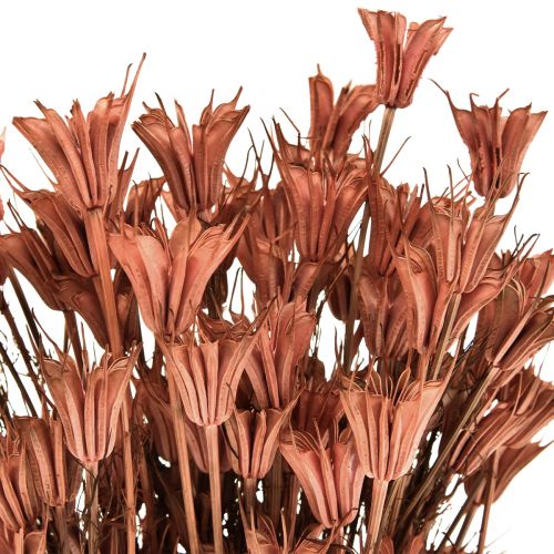Artikel Trockenblumen Schwarzkümmel Deko Rotbraun Nigella 40cm 100g