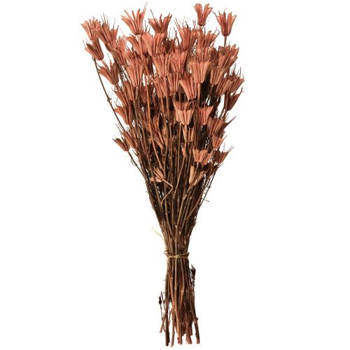 Artikel Trockenblumen Schwarzkümmel Deko Rotbraun Nigella 40cm 100g